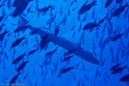 Great Barracuda (Sphyraena barracuda)