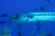 Great Barracuda (Sphyraena barracuda)