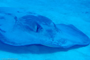 Southern Stingray (Dasyatis americana)