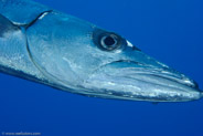 Great Barracuda (Sphyraena barracuda)