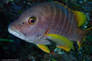 Schoolmaster (Lutjanus apodus)