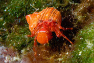 Hermit Crab (Diogenidae)