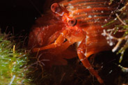 Hermit Crab (Diogenidae)