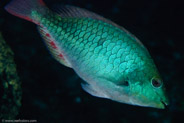 Redband Parrotfish (Sparisoma aurofrenatum)