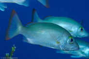 Mahogany Snapper (Lutjanus mahogoni)