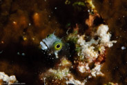 Secretary Blenny (Acanthemblemaria maria)