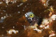 Secretary Blenny (Acanthemblemaria maria)