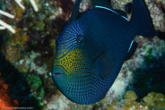 Black Durgon (Melichthys niger)