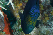 Black Durgon (Melichthys niger)