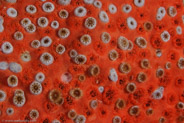 Brown Sponge Zoanthid (Parazoanthus catenularis)