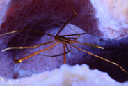 Yellowline Arrow Crab (Stenorhynchus seticornis)