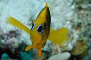 Shy Hamlet (Hypoplectrus guttavarius)