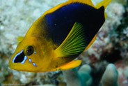 Shy Hamlet (Hypoplectrus guttavarius)