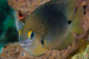 Threespot Damselfish (Stegastes planifrons)