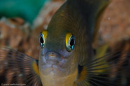 Threespot Damselfish (Stegastes planifrons)