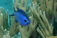 Blue Chromis (Chromis cyanea)