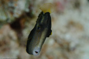 Orangespotted Filefish (Cantherhines pullus)