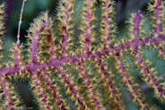 Bipinnate Sea Plume? (Pseudopterogorgia bipinnata)