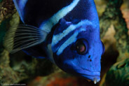 Indigo Hamlet (Hypoplectrus indigo)
