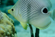 Foureye Butterflyfish (Chaetodon capistratus)