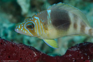 Barred Hamlet (Hypoplectrus puella)