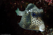 Spotted Trunkfish (Lactophrys bicaudalis)