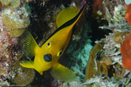 Rock Beauty (Holacanthus tricolor)