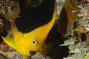 Rock Beauty (Holacanthus tricolor)