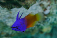 Fairy Basslet (Gramma loreto)