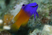 Fairy Basslet (Gramma loreto)