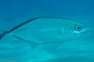 Bar Jack (Caranx ruber)