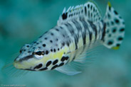 Harlequin Bass (Serranus tigrinus)