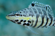 Harlequin Bass (Serranus tigrinus)