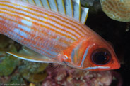 Squirrelfish (Holocentrus adscensionis)