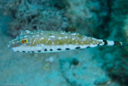 Bandtail Puffer (Sphoeroides spengleri)