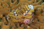 Christmas Tree Worm (Spirobranchus giganteus)
