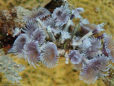 Social Feather Duster (Bispira brunnea)