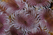 Social Feather Duster (Bispira brunnea)