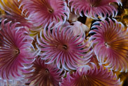 Social Feather Duster (Bispira brunnea)