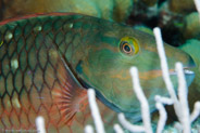 Redband Parrotfish (Sparisoma aurofrenatum)
