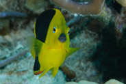 Rock Beauty (Holacanthus tricolor)