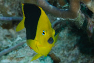Rock Beauty (Holacanthus tricolor)