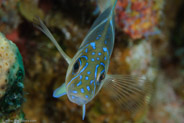 Barred Hamlet (Hypoplectrus puella)