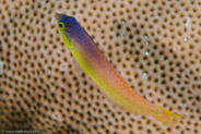 Yellowhead Wrasse (Halichoeres garnoti)