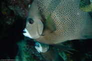 Gray Angelfish (Pomacanthus arcuatus)