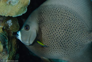 Gray Angelfish (Pomacanthus arcuatus)