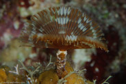 Brown Fanworm (Notaulax nudicollis)