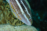 Striped Parrotfish (Scarus iserti)