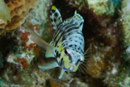 Harlequin Bass (Serranus tigrinus)