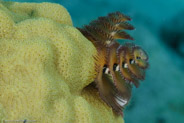 Christmas Tree Worm (Spirobranchus giganteus)